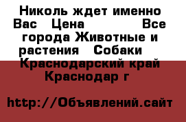 Николь ждет именно Вас › Цена ­ 25 000 - Все города Животные и растения » Собаки   . Краснодарский край,Краснодар г.